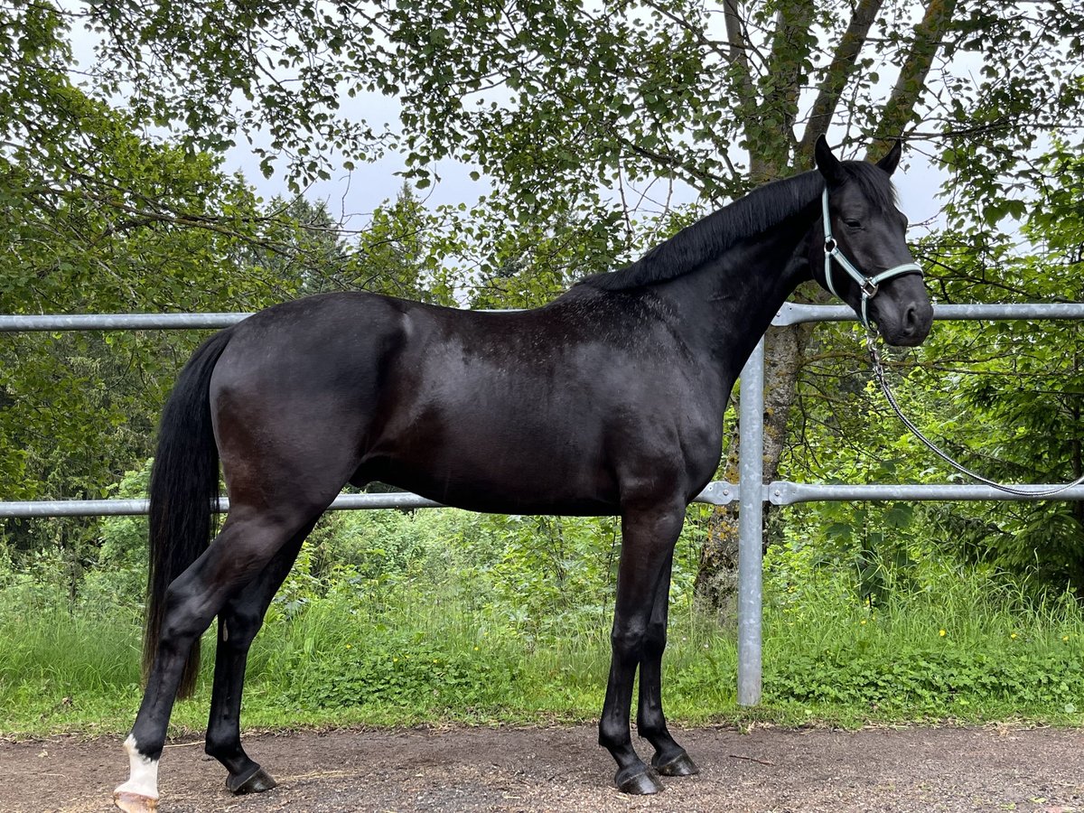 Hannoveraner Wallach 4 Jahre 162 cm Rappe in Gengenbach