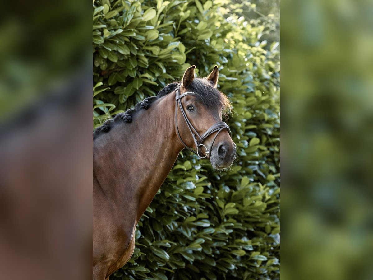 Hannoveraner Wallach 4 Jahre 164 cm Brauner in Krefeld