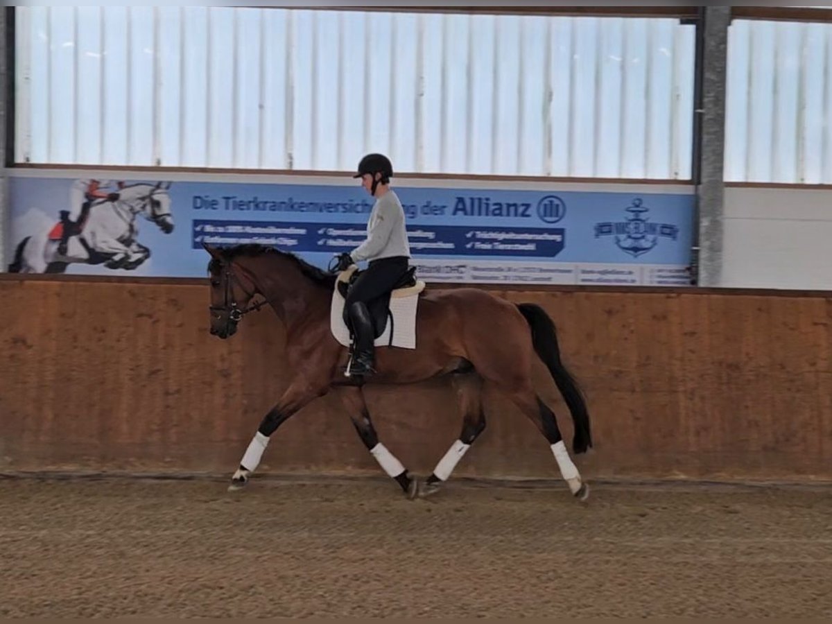 Hannoveraner Wallach 4 Jahre 164 cm Brauner in Geestland