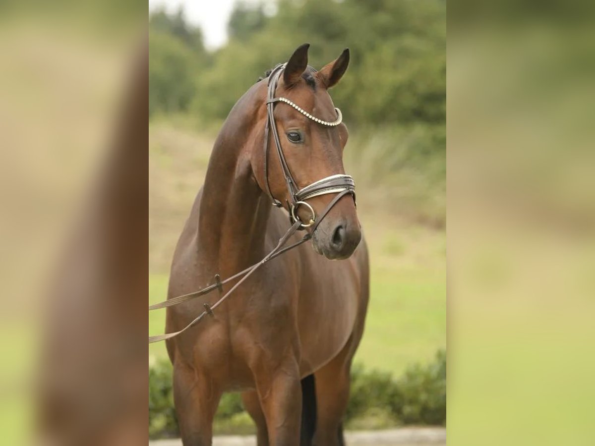 Hannoveraner Wallach 4 Jahre 164 cm Dunkelbrauner in Sassenberg