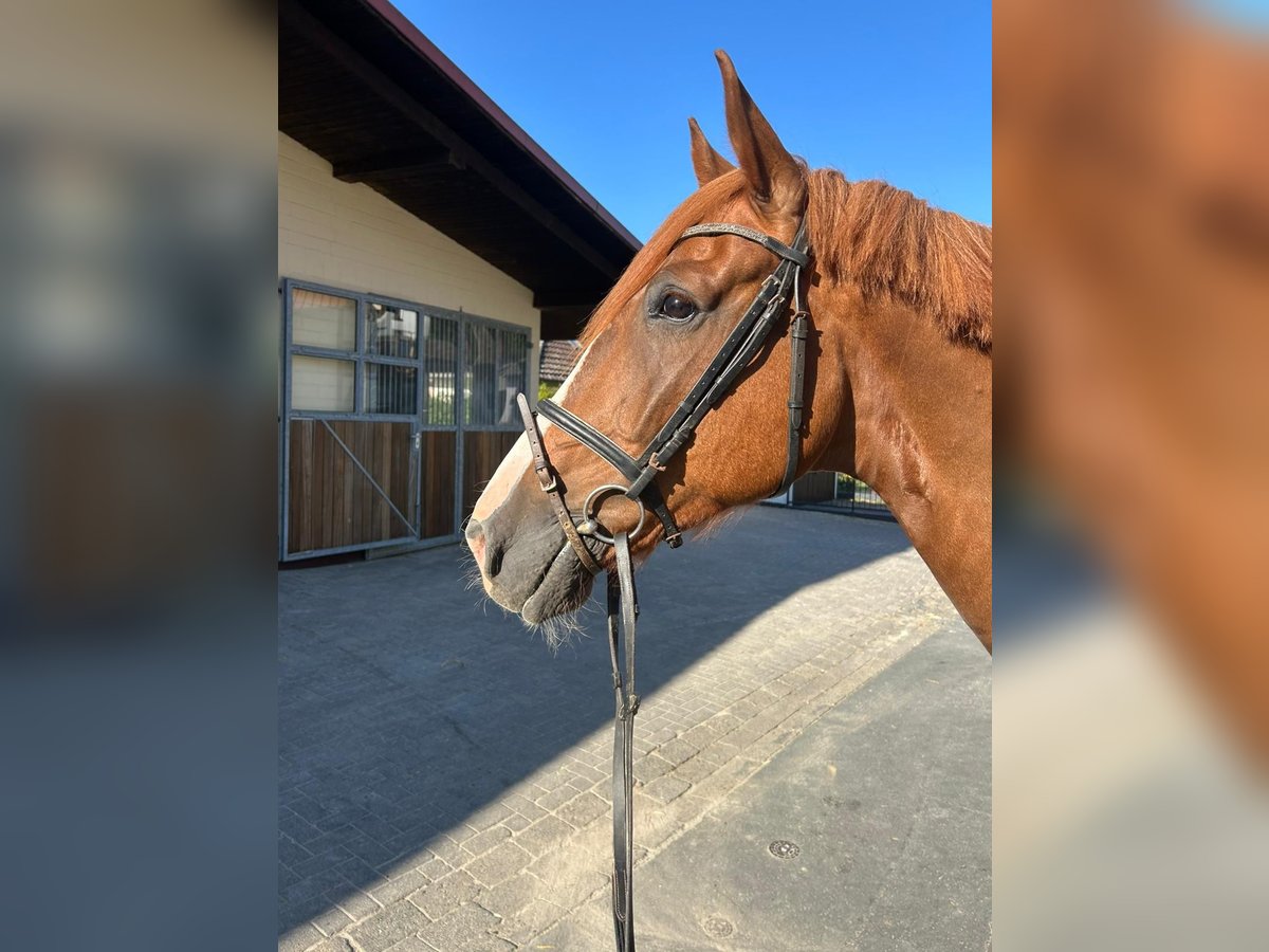 Hannoveraner Wallach 4 Jahre 164 cm Fuchs in EinbeckEinbeck