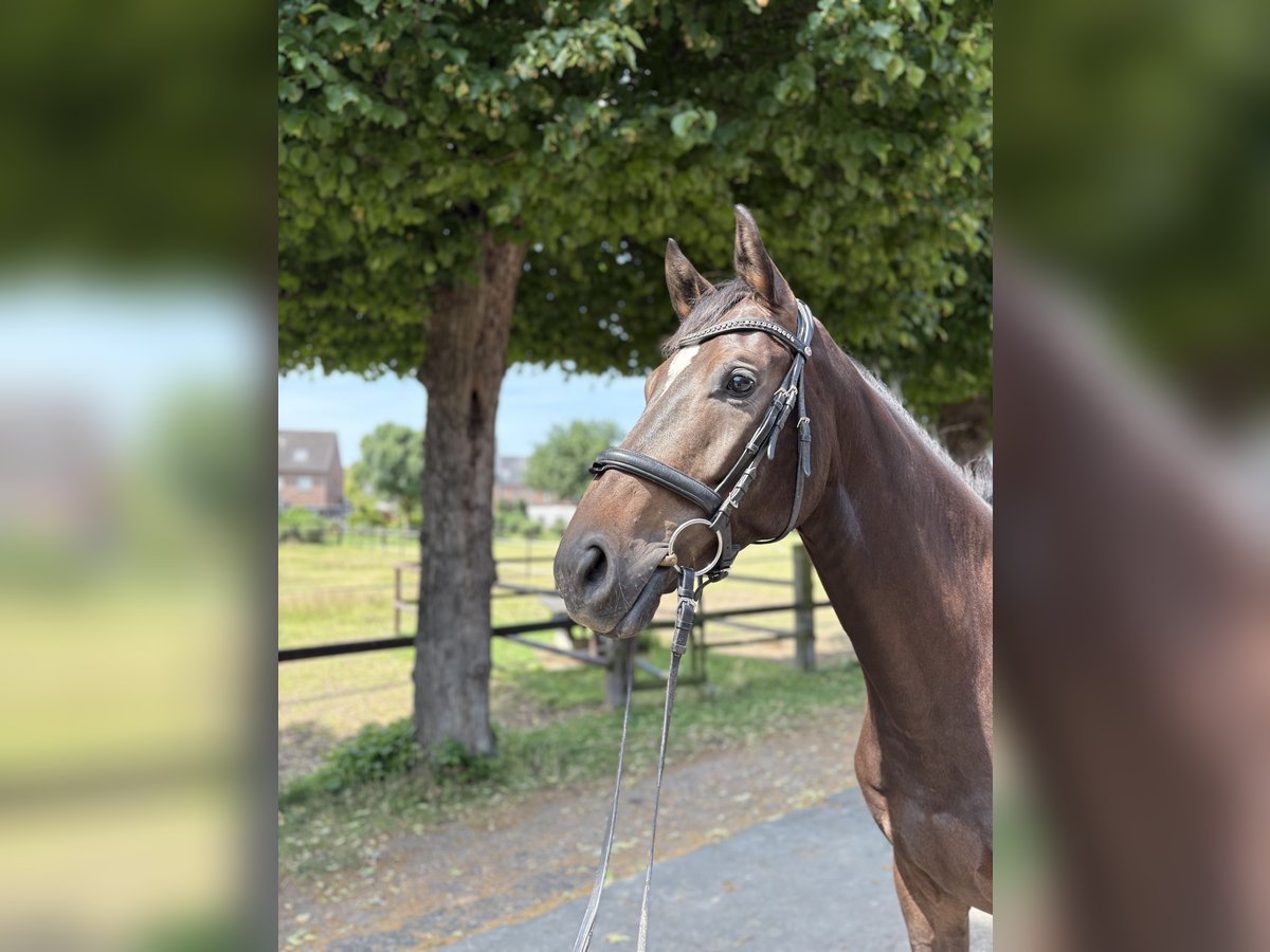 Hannoveraner Wallach 4 Jahre 165 cm Brauner in Krefeld