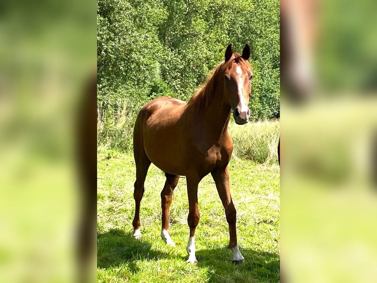 Hannoveraner Wallach 4 Jahre 165 cm Fuchs in Eilsleben