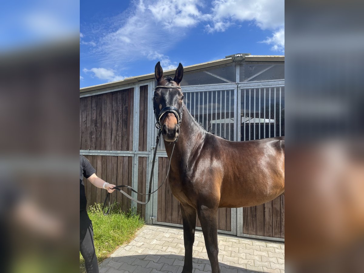 Hannoveraner Wallach 4 Jahre 165 cm Schwarzbrauner in Bleckede
