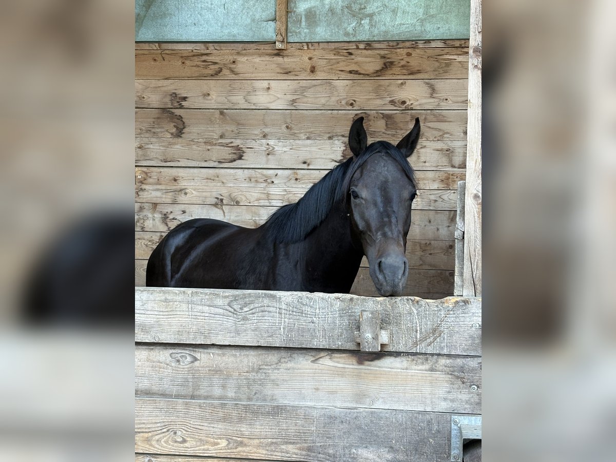 Hannoveraner Wallach 4 Jahre 165 cm Schwarzbrauner in Pinneberg
