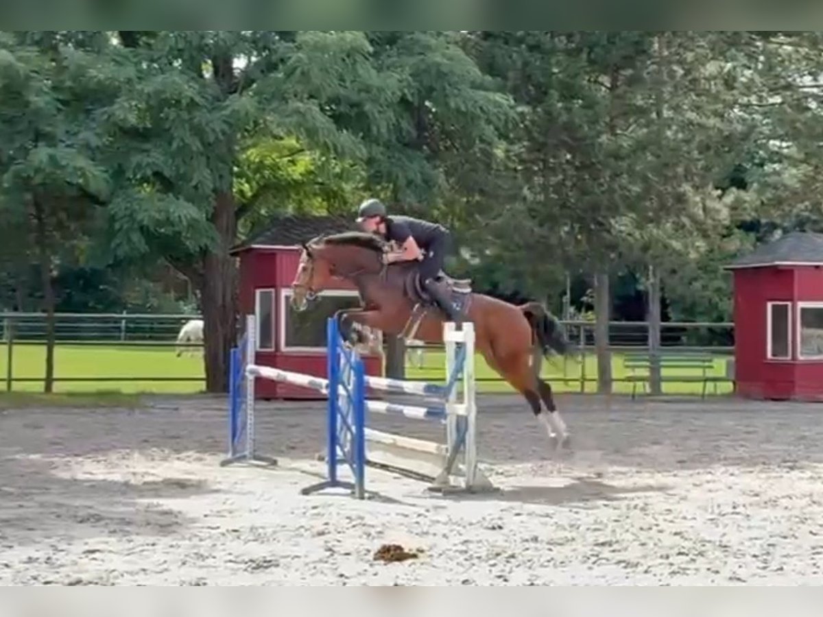 Hannoveraner Wallach 4 Jahre 166 cm Brauner in Miesterhorst