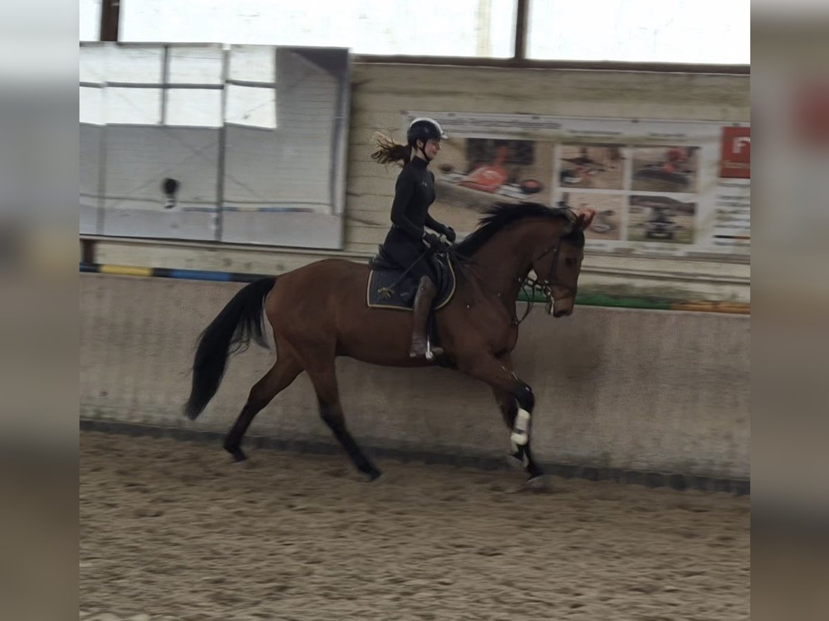 Hannoveraner Wallach 4 Jahre 166 cm Brauner in Celle