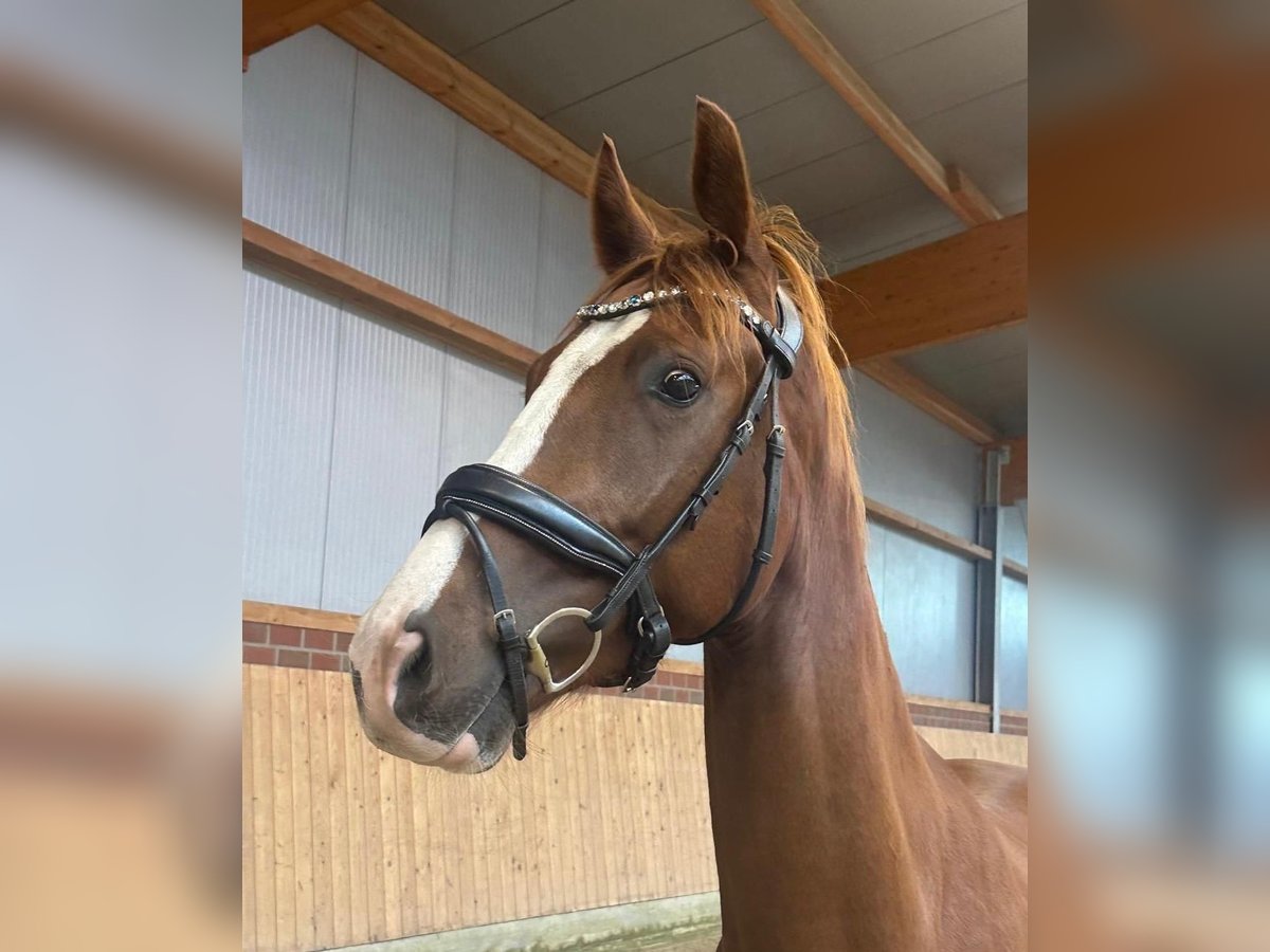 Hannoveraner Wallach 4 Jahre 166 cm Fuchs in Osterholz-Scharmbeck