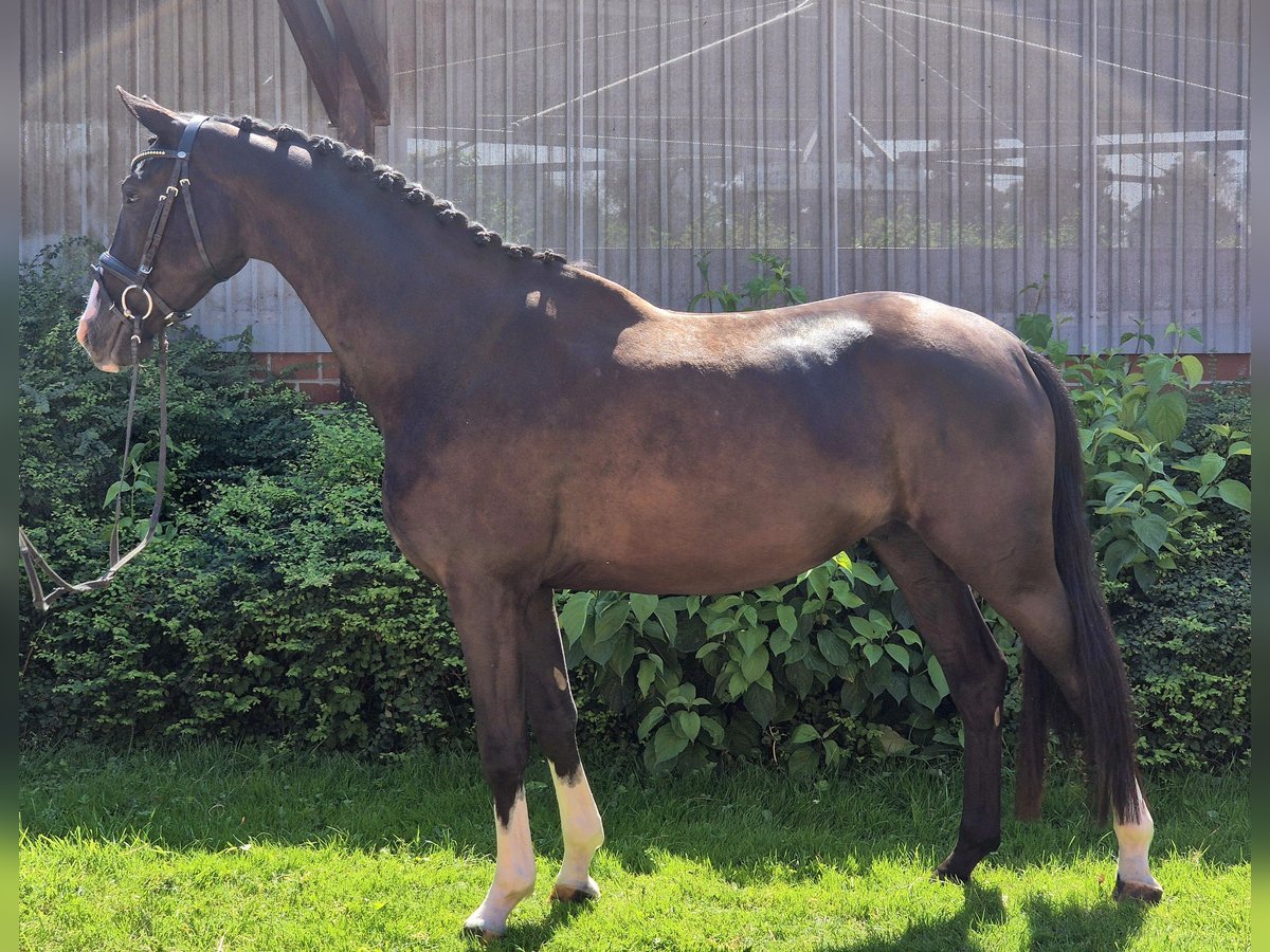 Hannoveraner Wallach 4 Jahre 166 cm Rappe in Wechold