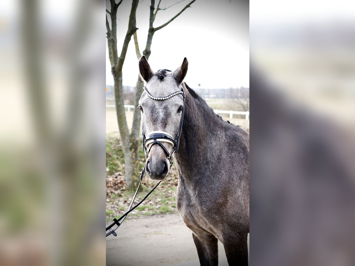 Hannoveraner Wallach 4 Jahre 166 cm Schimmel in Ph&#xF6;ben