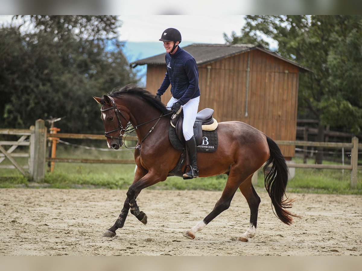 Hannoveraner Wallach 4 Jahre 167 cm Brauner in Riedstadt