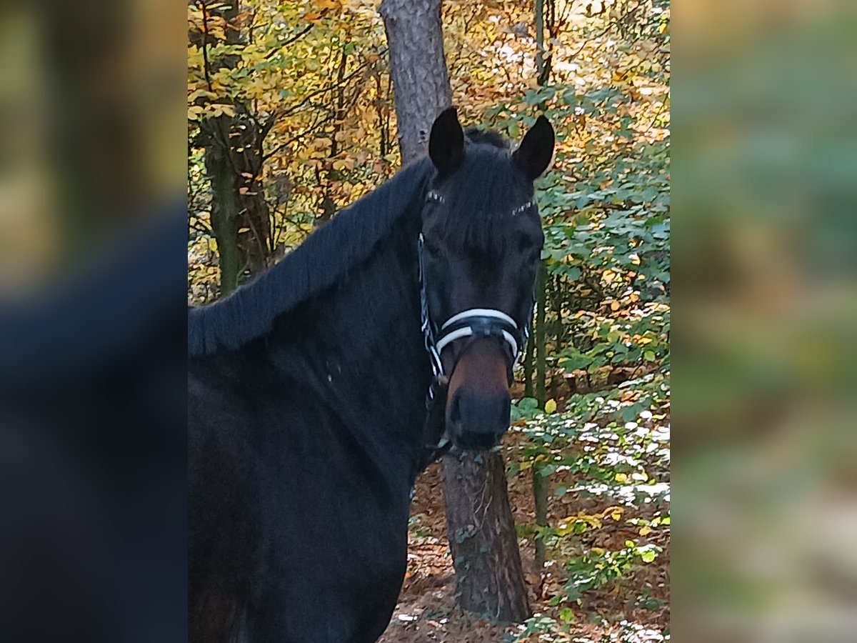 Hannoveraner Wallach 4 Jahre 167 cm Dunkelbrauner in Barenburg
