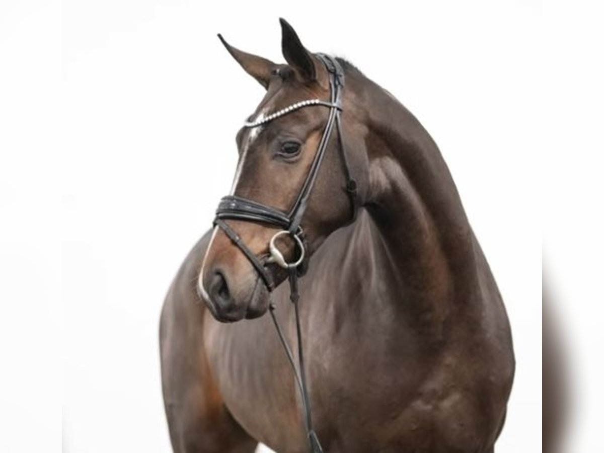 Hannoveraner Wallach 4 Jahre 167 cm Dunkelbrauner in Mühlenbecker Land