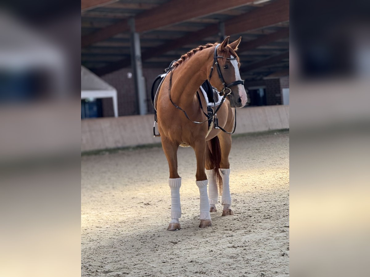 Hannoveraner Wallach 4 Jahre 167 cm Fuchs in Heek