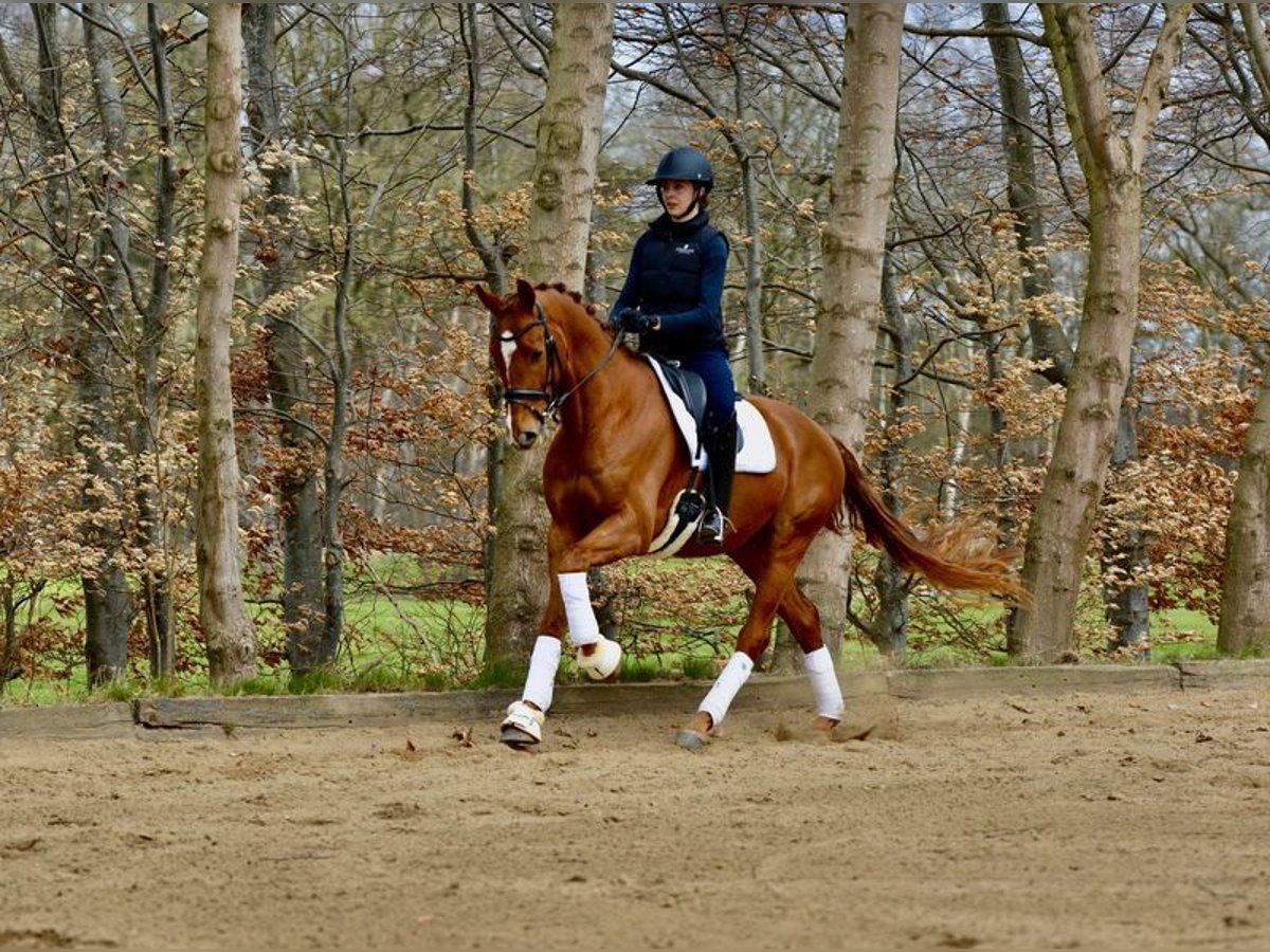 Hannoveraner Wallach 4 Jahre 167 cm Fuchs in Kutenholz