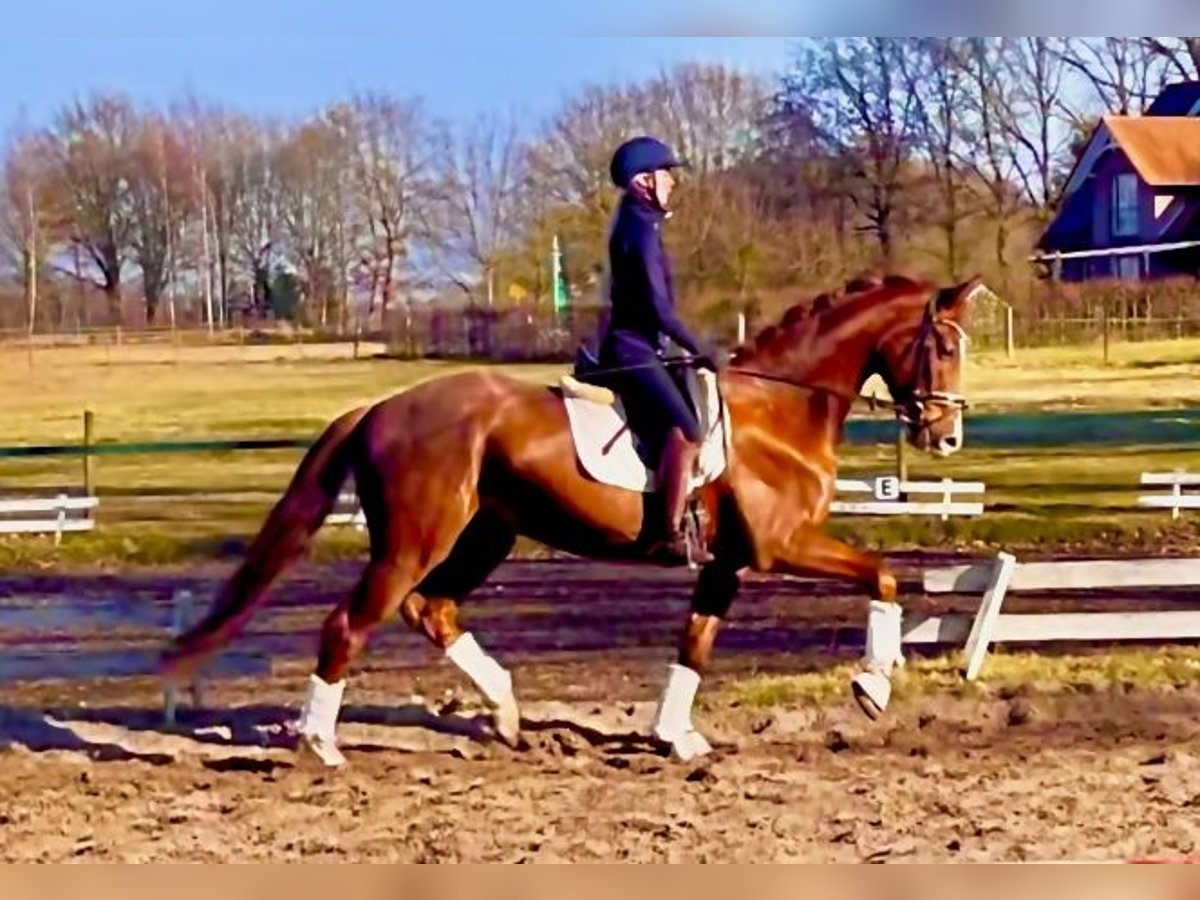 Hannoveraner Wallach 4 Jahre 167 cm Fuchs in Kirchlinteln