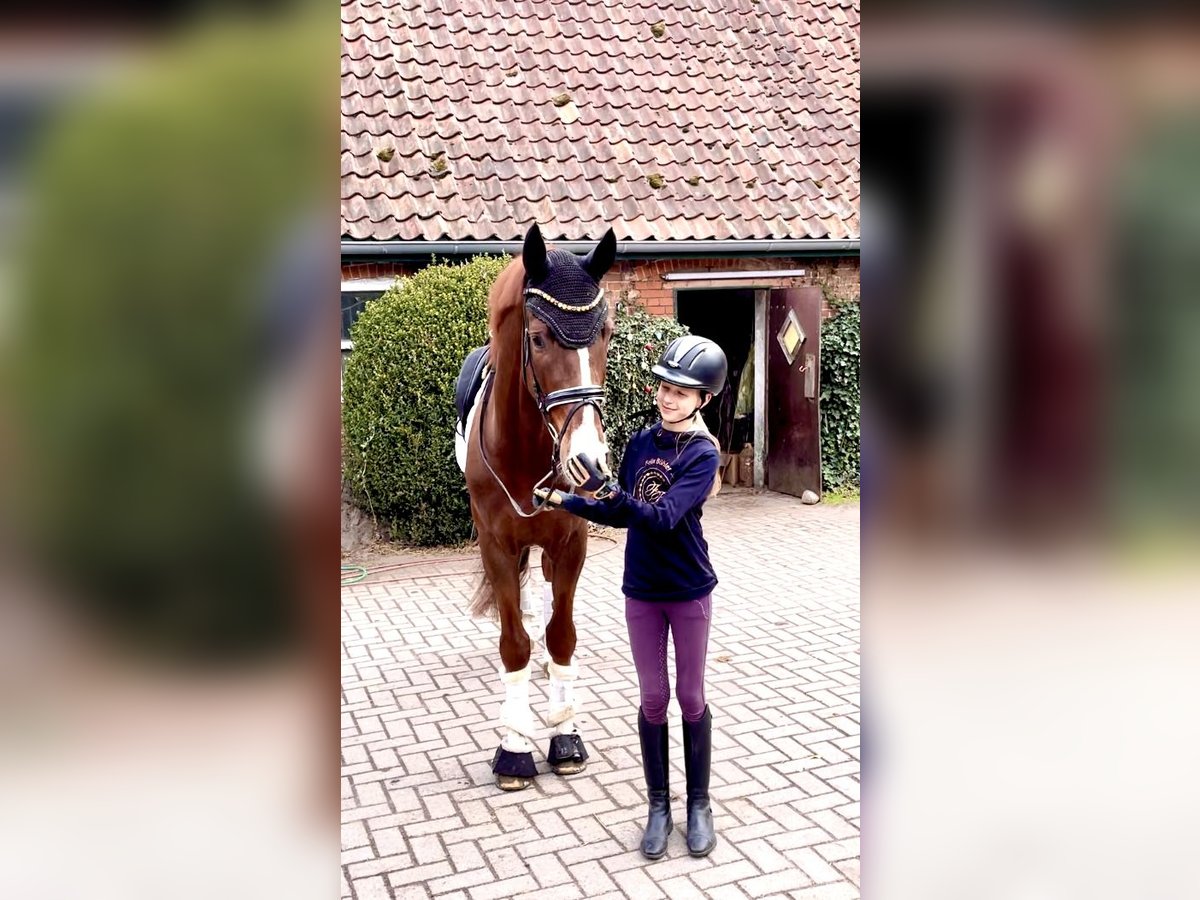 Hannoveraner Wallach 4 Jahre 167 cm Fuchs in Kirchlinteln