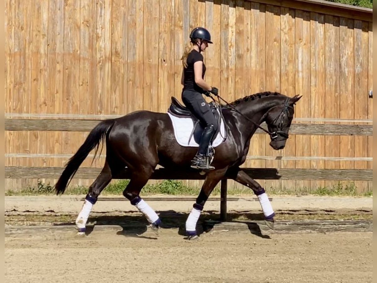 Hannoveraner Wallach 4 Jahre 167 cm Rappe in Hude (Oldenburg)
