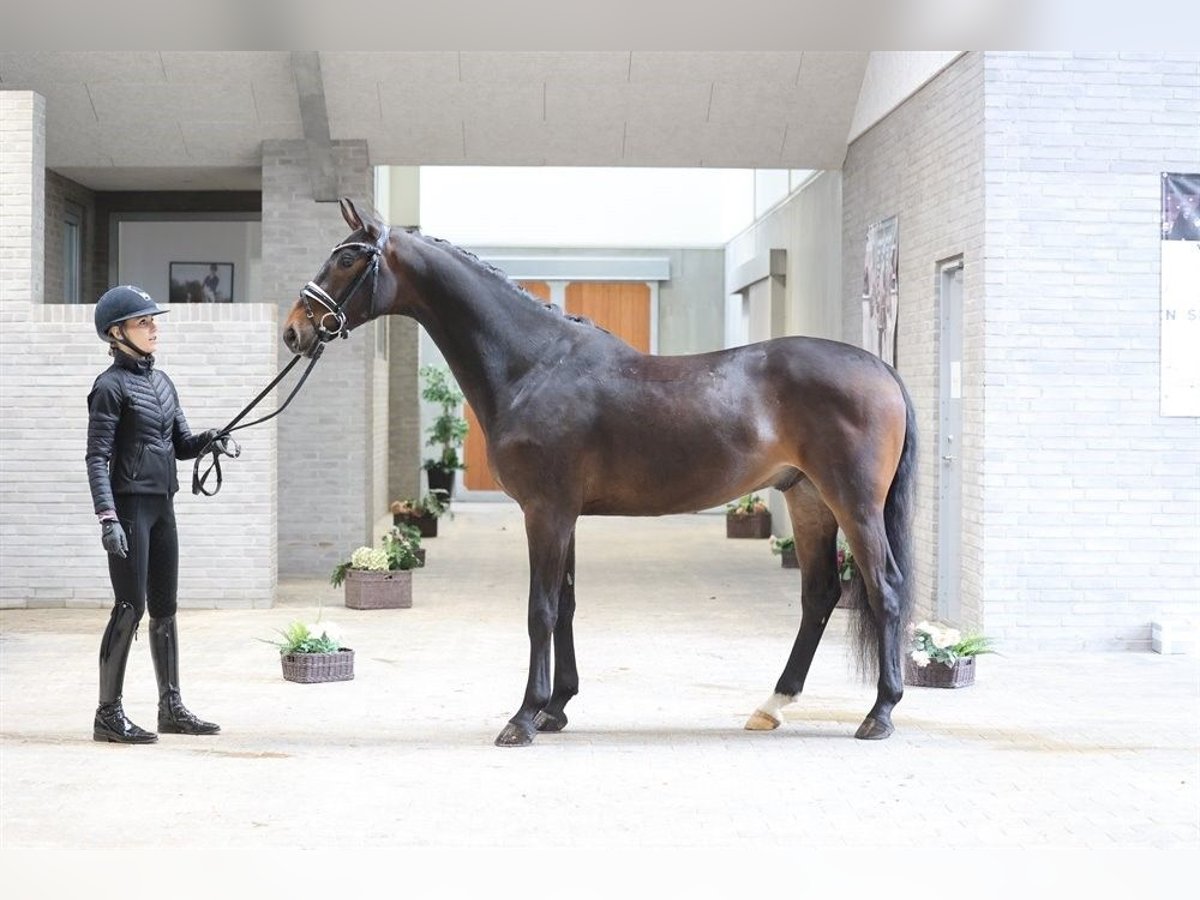 Hannoveraner Wallach 4 Jahre 168 cm Brauner in Asperup Hannoveraner Wallach 4 Jahre 168 cm Brauner in Asperup