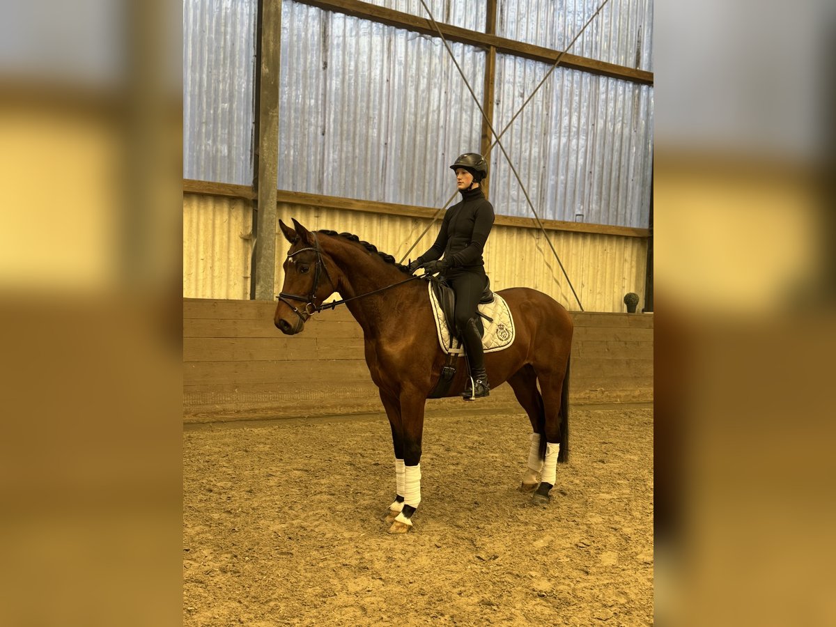 Hannoveraner Wallach 4 Jahre 168 cm Brauner in Hoya