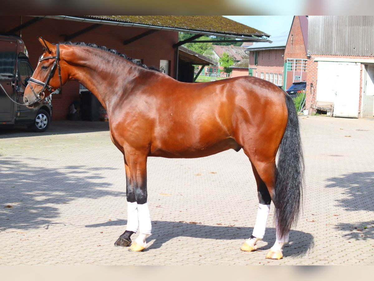 Hannoveraner Wallach 4 Jahre 168 cm Brauner in Selsingen