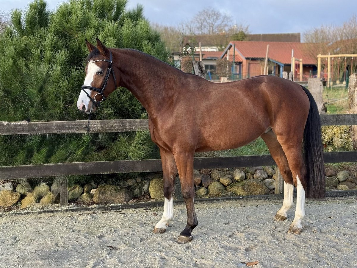 Hannoveraner Wallach 4 Jahre 168 cm Brauner in Bargstedt