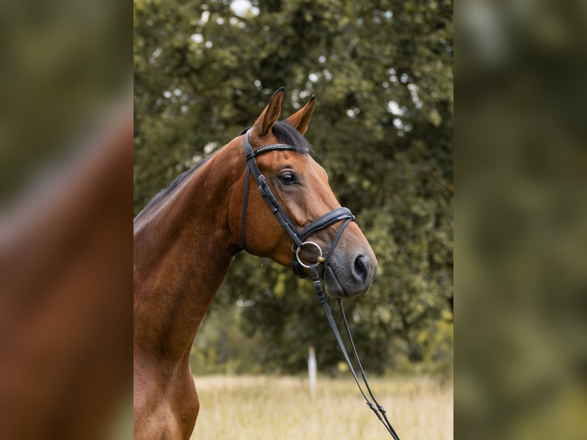 Hannoveraner Wallach 4 Jahre 168 cm Brauner in B&#xFC;ttelborn