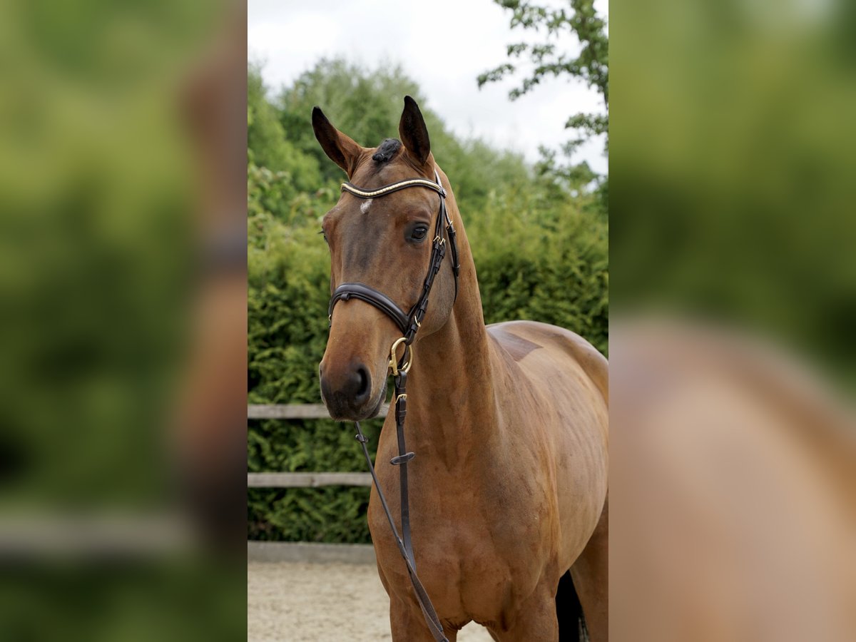 Hannoveraner Wallach 4 Jahre 168 cm Brauner in Lohne (Oldenburg)