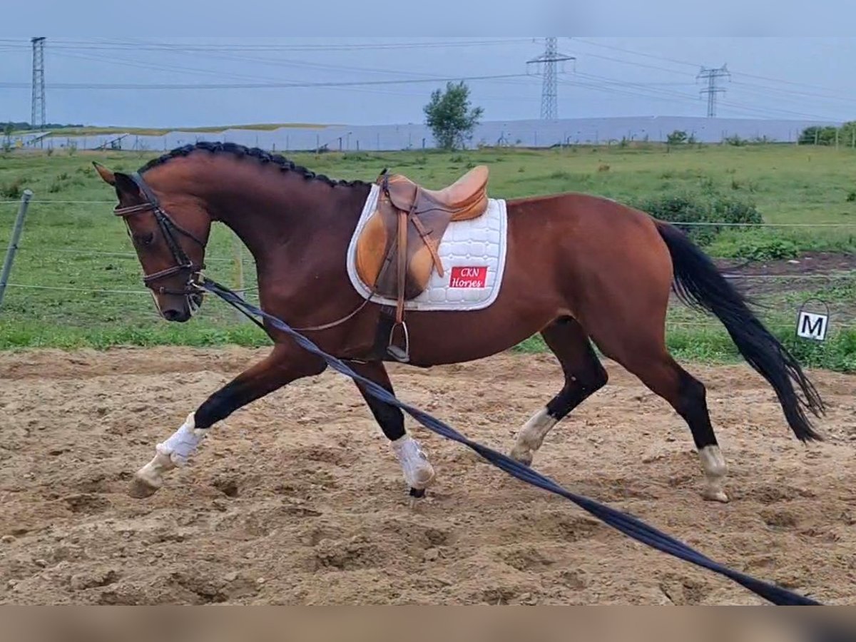 Hannoveraner Wallach 4 Jahre 168 cm Brauner in Vorbeck