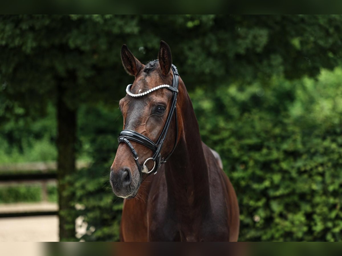 Hannoveraner Wallach 4 Jahre 168 cm Dunkelbrauner in Unterneukirchen