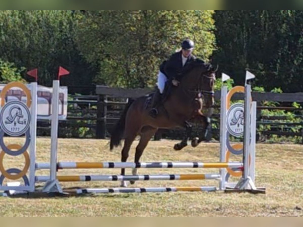 Hannoveraner Wallach 4 Jahre 168 cm Dunkelbrauner in Braunschweig