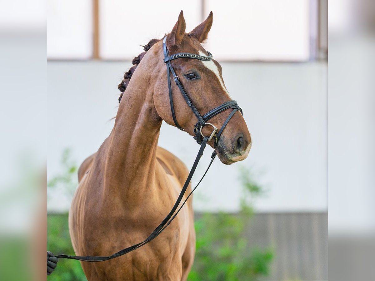 Hannoveraner Wallach 4 Jahre 168 cm Fuchs in M&#xFC;nster-Handorf