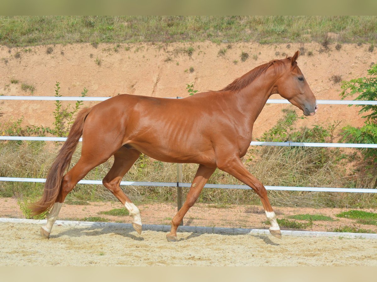 Hannoveraner Wallach 4 Jahre 168 cm Fuchs in TRIVY