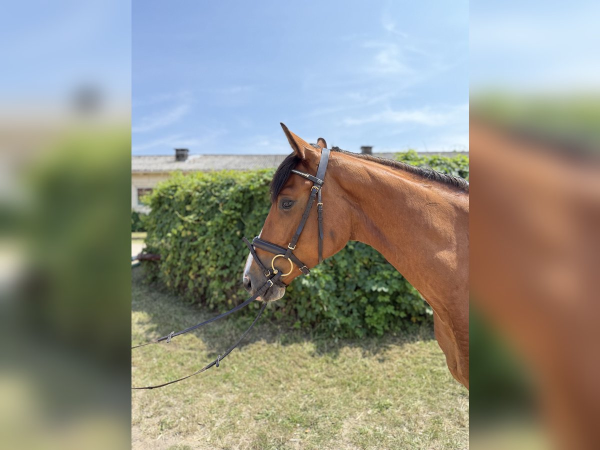 Hannoveraner Wallach 4 Jahre 168 cm Hellbrauner in Kremmen