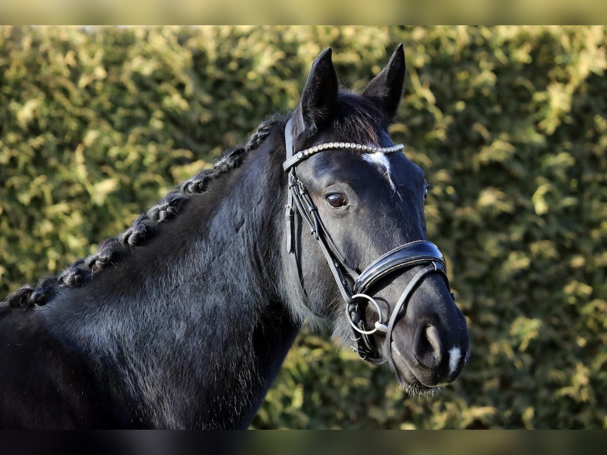 Hannoveraner Wallach 4 Jahre 168 cm Rappe in Altenstadt