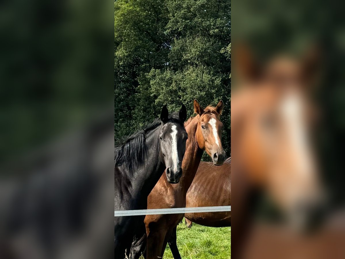 Hannoveraner Wallach 4 Jahre 168 cm Rappe in Borstel