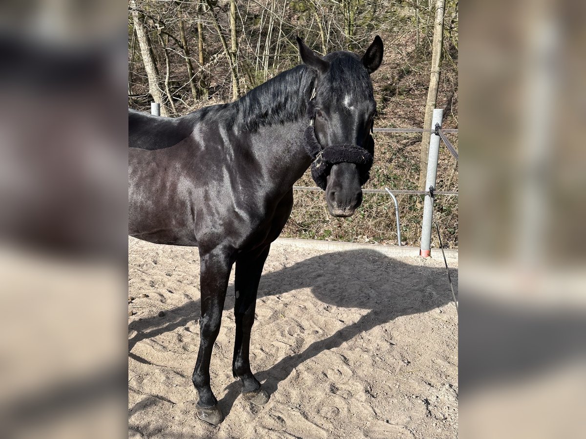 Hannoveraner Wallach 4 Jahre 168 cm Rappe in Neuwied
