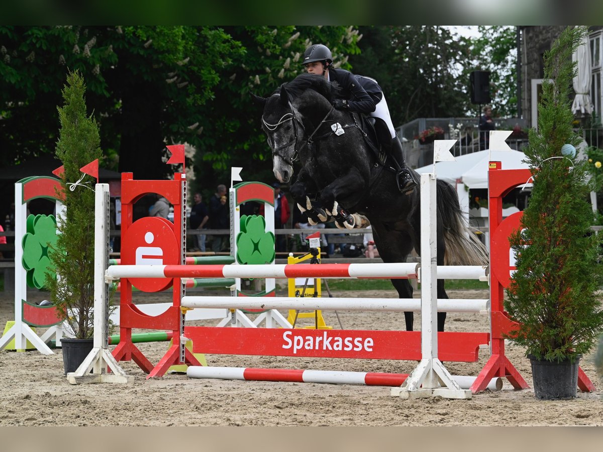 Hannoveraner Wallach 4 Jahre 168 cm Rappschimmel in Northeim