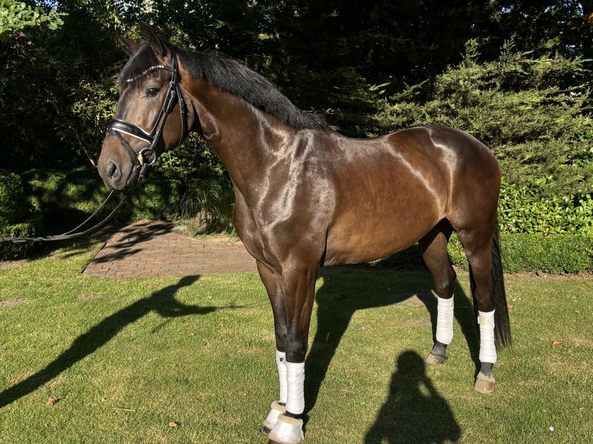 Hannoveraner Wallach 4 Jahre 168 cm Schwarzbrauner in Sandbostel