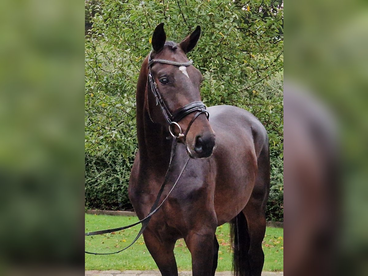 Hannoveraner Wallach 4 Jahre 169 cm Brauner in Ostercappeln