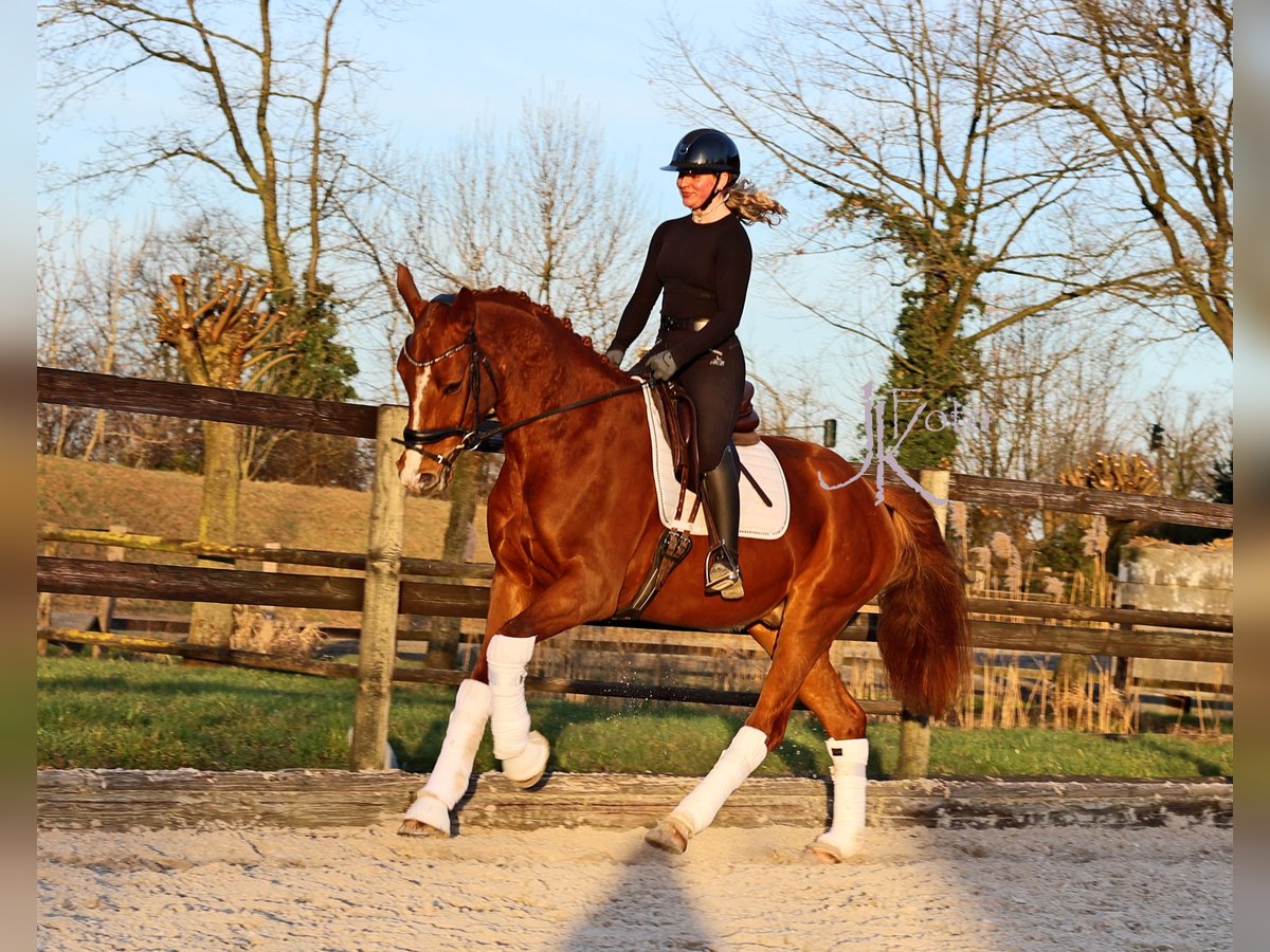 Hannoveraner Wallach 4 Jahre 169 cm Fuchs in Kempen