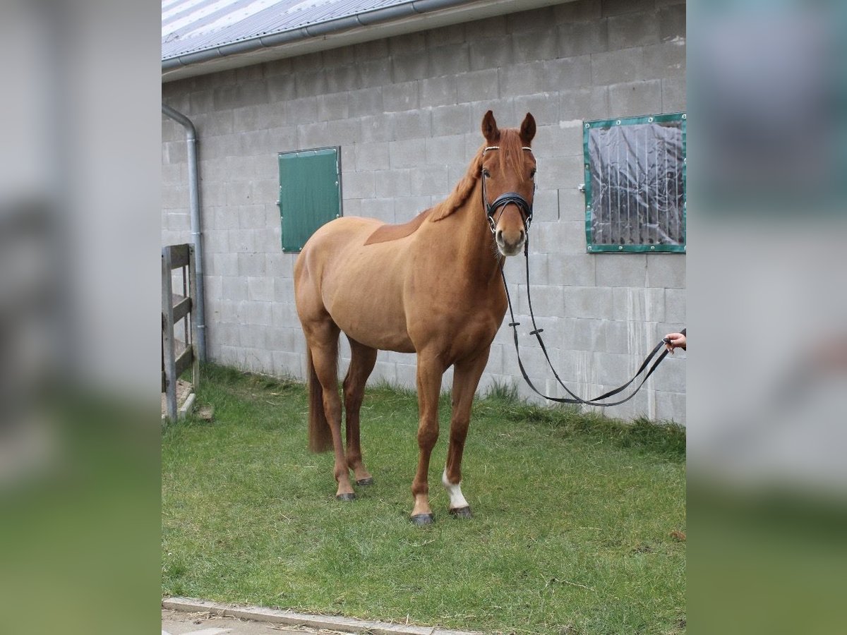 Hannoveraner Wallach 4 Jahre 169 cm Fuchs in Nordleda