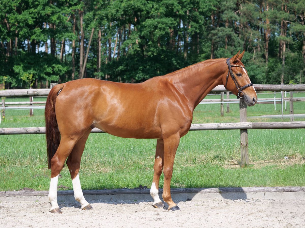 Hannoveraner Wallach 4 Jahre 169 cm Fuchs in Dohren