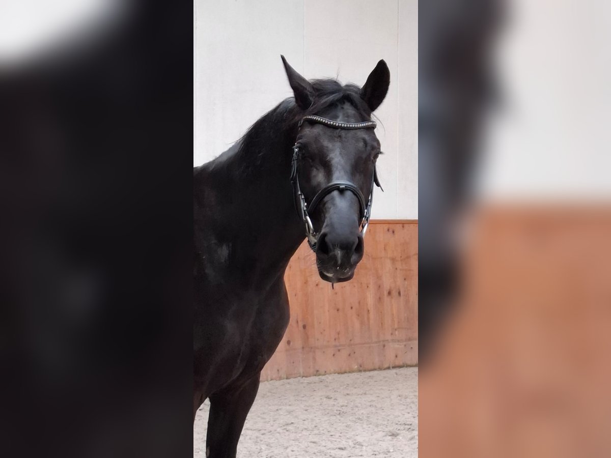 Hannoveraner Wallach 4 Jahre 169 cm Rappe in St.vith