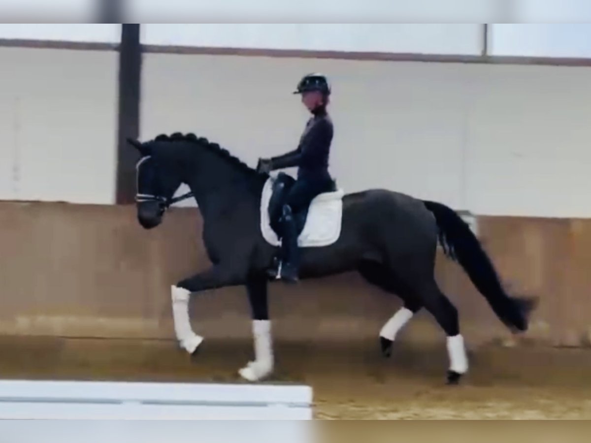 Hannoveraner Wallach 4 Jahre 169 cm Schwarzbrauner in Bielefeld