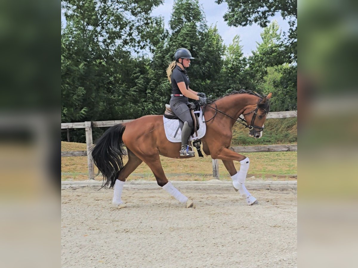 Hannoveraner Wallach 4 Jahre 169 cm in Kempen