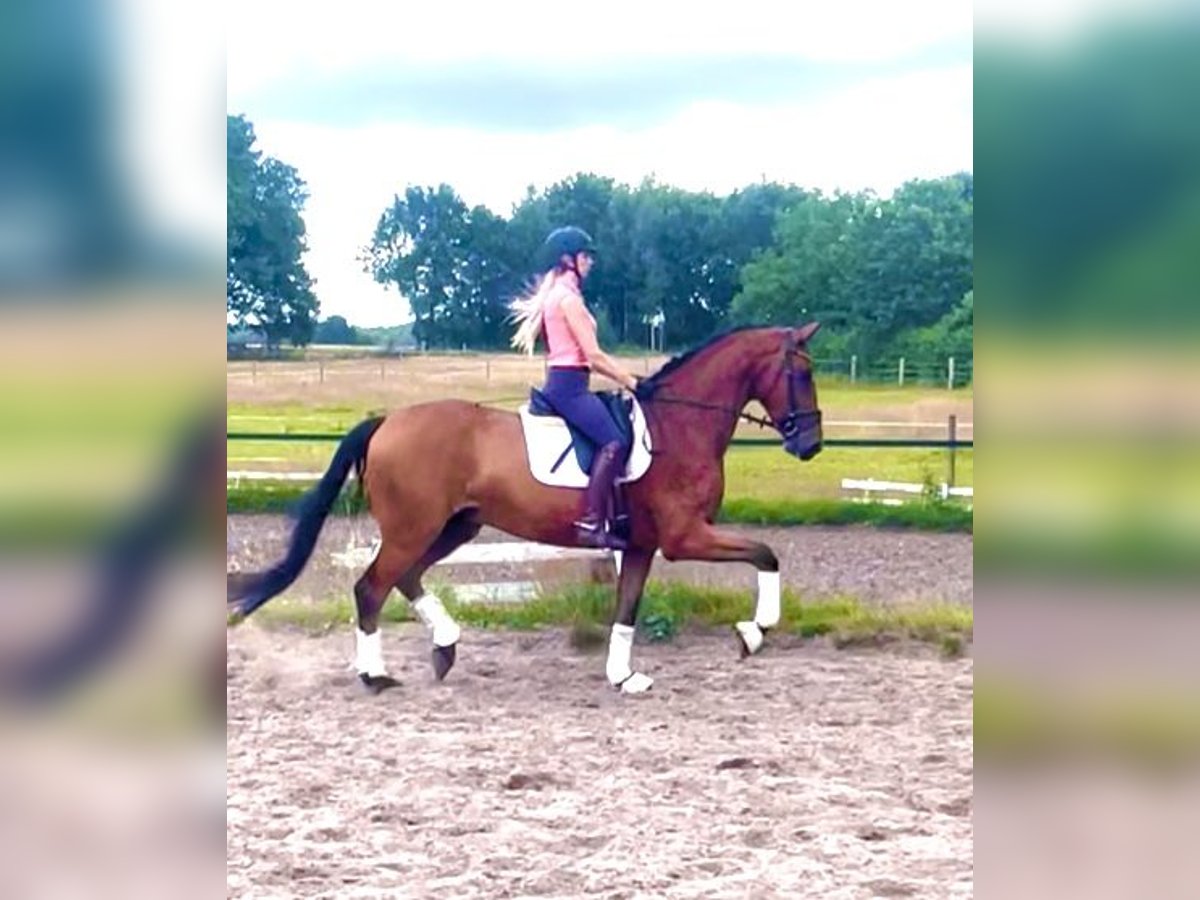 Hannoveraner Wallach 4 Jahre 170 cm Brauner in Kirchlinteln