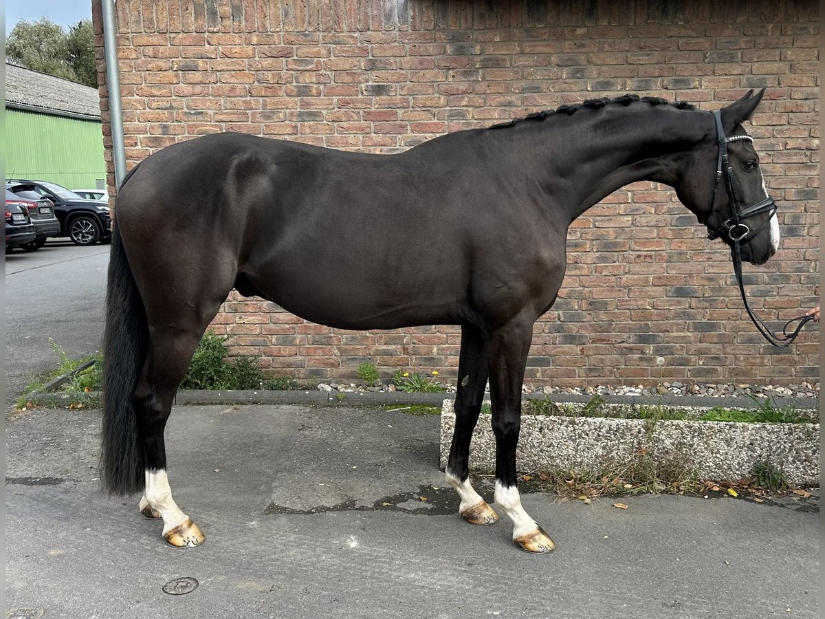 Hannoveraner Wallach 4 Jahre 170 cm in Niederkassel