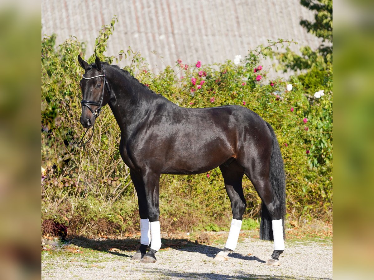 Hannoveraner Wallach 4 Jahre 170 cm in Hoh