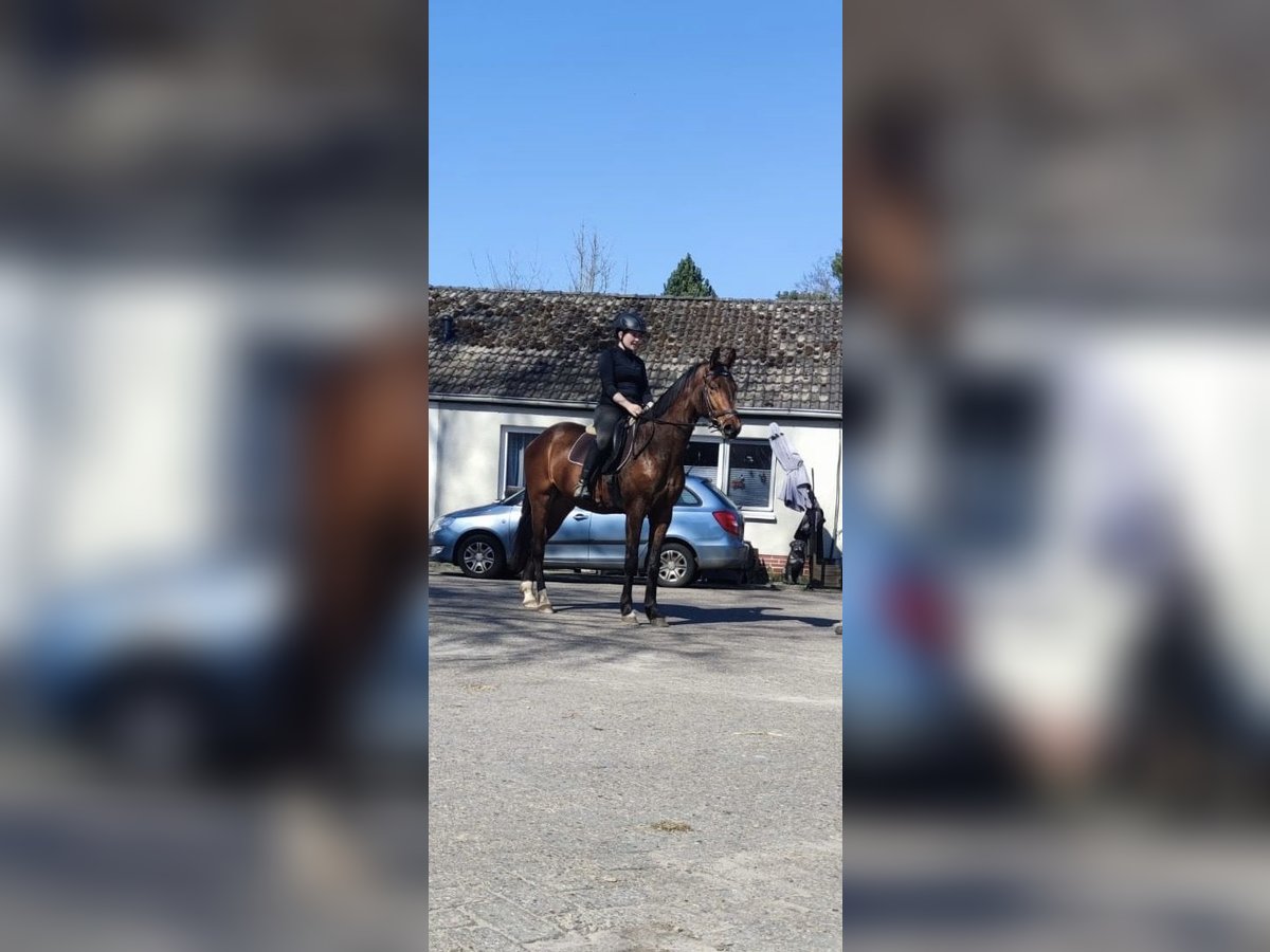 Hannoveraner Wallach 4 Jahre 170 cm Dunkelbrauner in Grasberg
